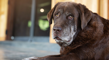 dog-shy-guilty-is-shelter-hound-dog-waiting-looking-up-with-lonely-eyes-intense-stare-outdoors-nature-morning-sunlight (1)