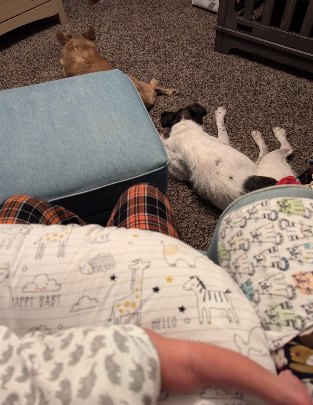 introducing-dog-and-new-baby