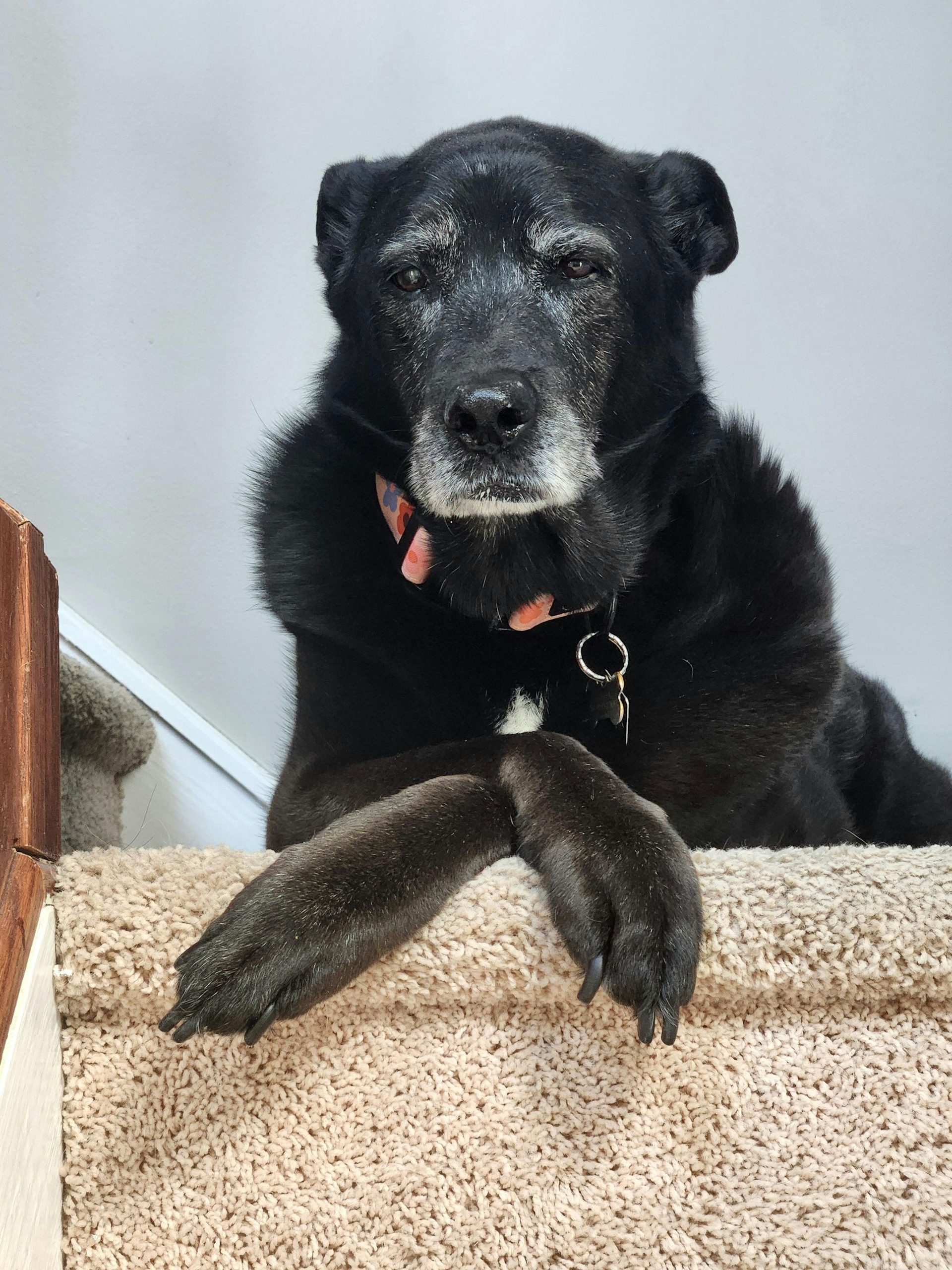 Senior dog sitting on the stairs - Perked Ears Behaviour Consultants