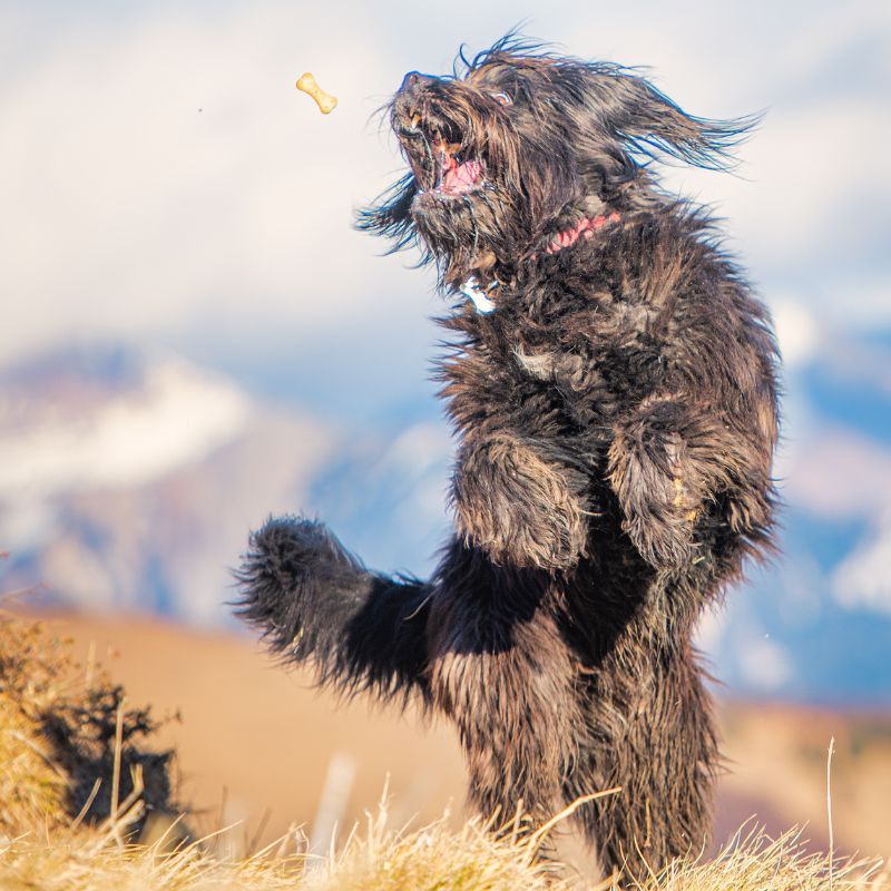 The Busy Brain Challenge A 4-week training & enrichment program for dogs