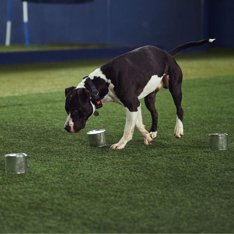 The Busy Brain Challenge is a 4-week training and enrichment program designed to help your dog be mentally engaged, more confident, and easier to live with—right from home.