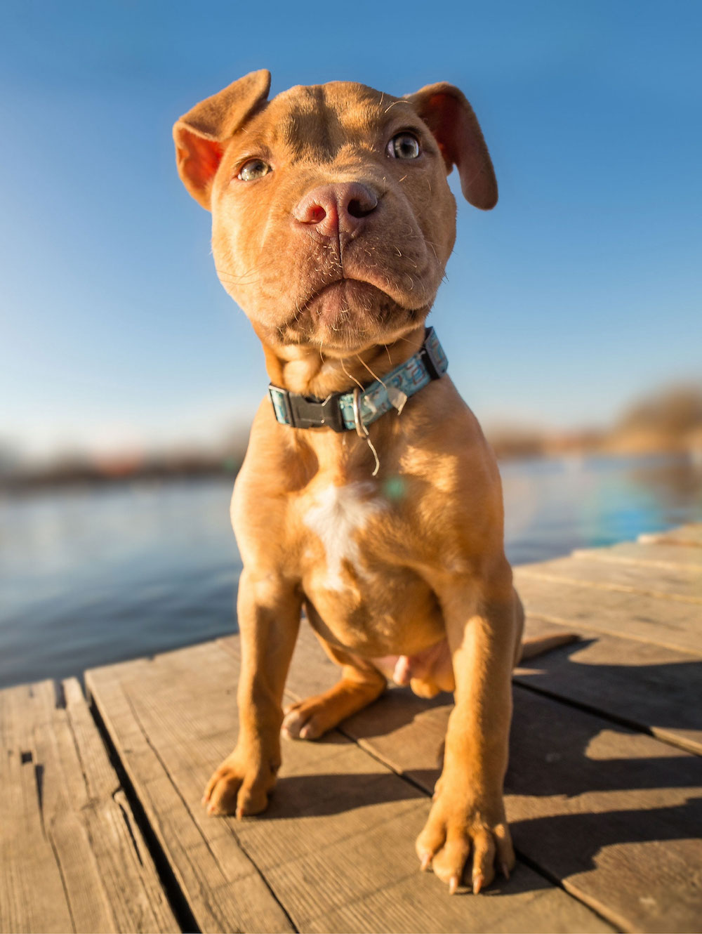 a beautiful puppy sitting on a dock in Indianaolis waiting to work with Perked Ears Behavior Consultants