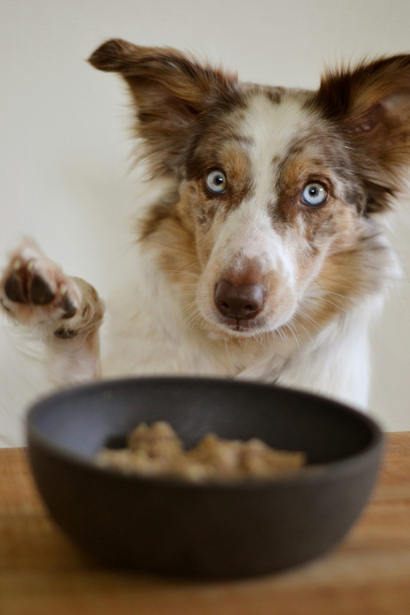 white and brown dog looking at food bowl