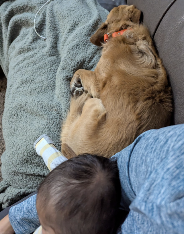 Person on couch holding baby in their arm with tan dog laying nearby