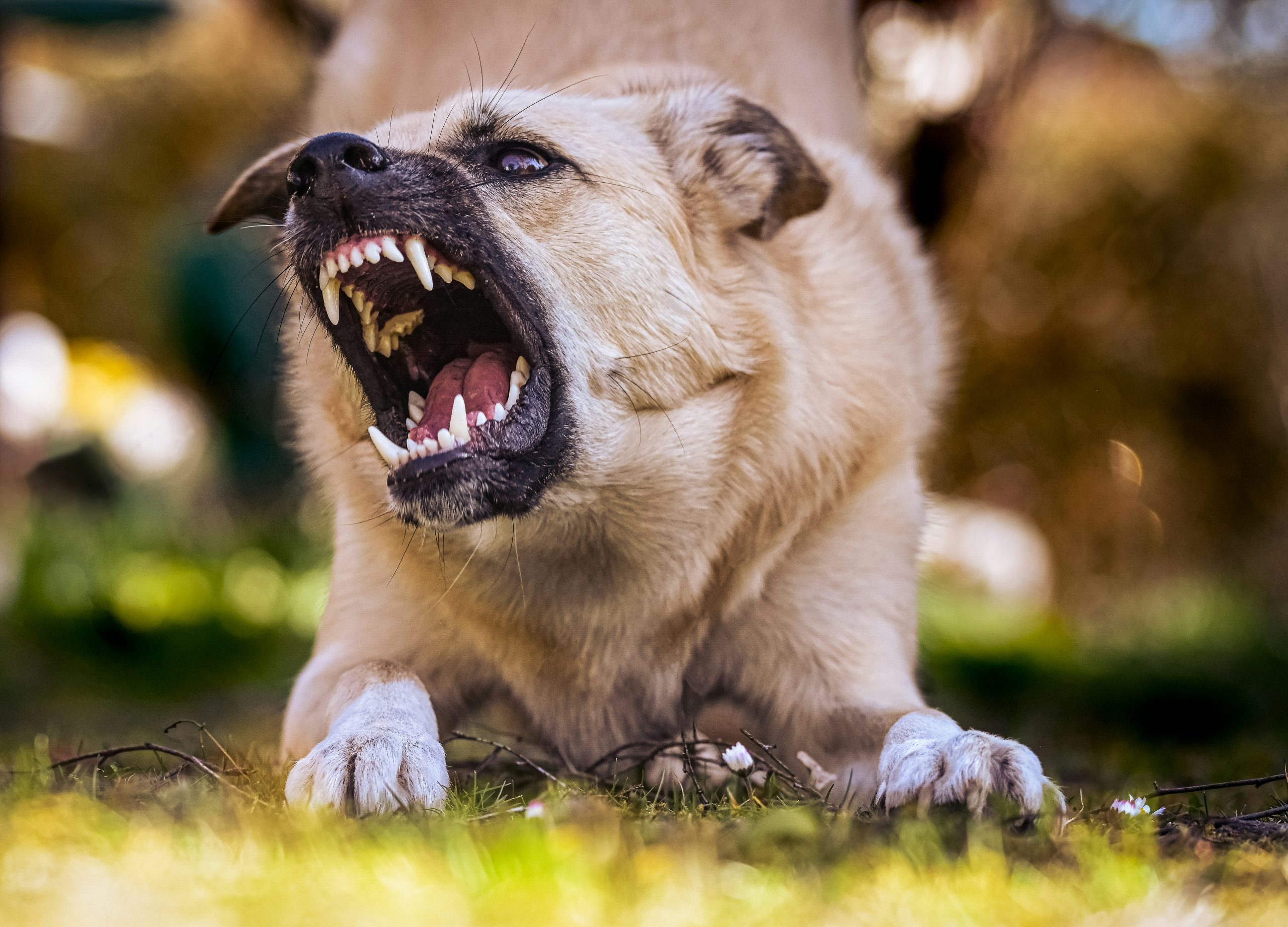 Brown dog on grass bares teeth in front of camera.