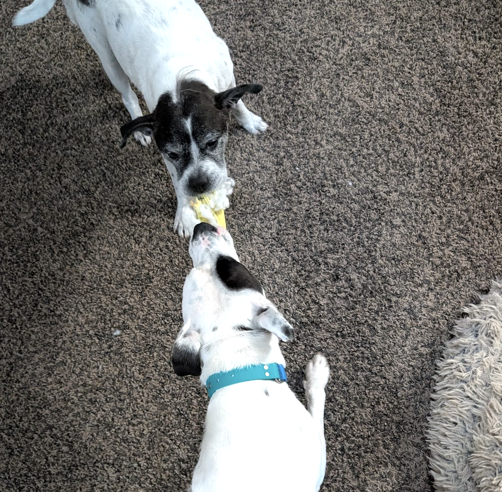 two white and black dogs of different ages playing tug with a rope toy