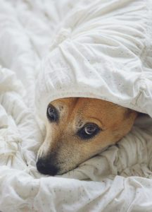 brown dog with head under white blanket